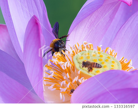 蜜蜂棲息在蓮花上 蜜蜂棲息在蓮花上 133316597