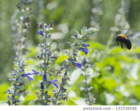 一隻木蜂正在吸食鼠尾草的花蜜。 133316598