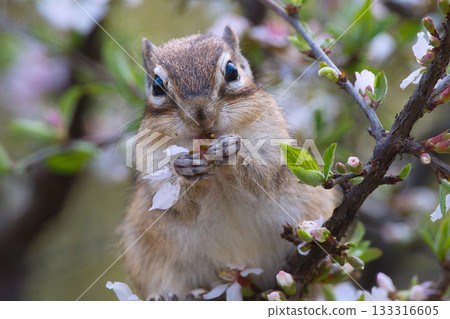 Chipmunk eating Prunus tomentosa flower petals 133316605