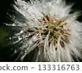 Macro photo of dandelion fluff covered in water droplets after the rain 133316763