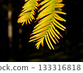 Close-up of yellow fern leaves 133316818