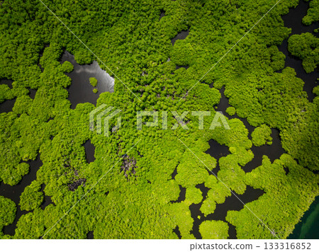Mangrove wetland with natural pond surrounded by dense green trees. Siargao, Philippines. 133316852