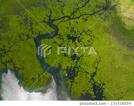 Dense green mangrove forest with winding waterways and patches of dark blue water. Siargao, Philippines. Dense green mangrove forest with winding waterways and patches of dark blue water. Siargao, Philippines. 133316854