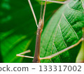 Macro photography of a Taiwanese stick insect resting on a green leaf Insect 133317002