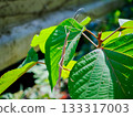 Macro photography of a Taiwanese stick insect resting on a green leaf Insect 133317003