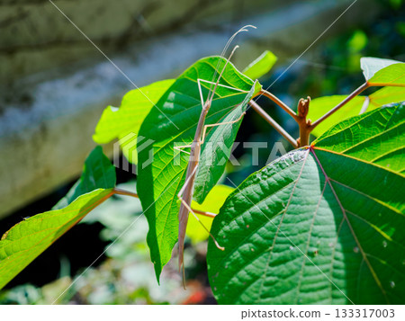 Macro photography of a Taiwanese stick insect resting on a green leaf Insect 133317003