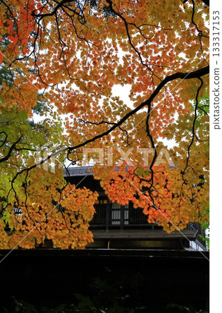 Autumn Kakudate Samurai Residence Street Autumn leaves scenery 133317153