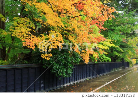 Autumn Kakudate Samurai Residence Street Autumn leaves scenery Autumn Kakudate Samurai Residence Street Autumn leaves scenery 133317158