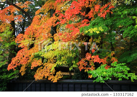 秋天Kakudate武士住宅街秋葉風景 秋天Kakudate武士住宅街秋葉風景 133317162