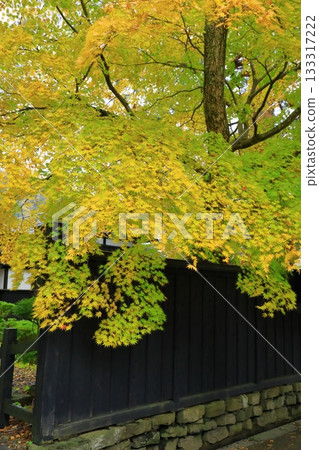 Autumn Kakudate Samurai Residence Street Autumn leaves scenery 133317222