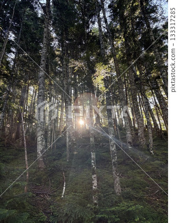 A summer morning in the Southern Alps: The gentle light of sunlight filtering through the trees 133317285