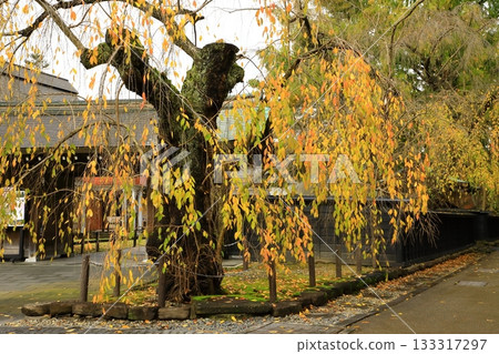 Autumn Kakudate Samurai Residence Street Autumn leaves scenery Autumn Kakudate Samurai Residence Street Autumn leaves scenery 133317297