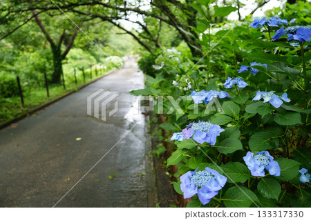 雨水浸潤的繡球花 雨水浸潤的繡球花 133317330