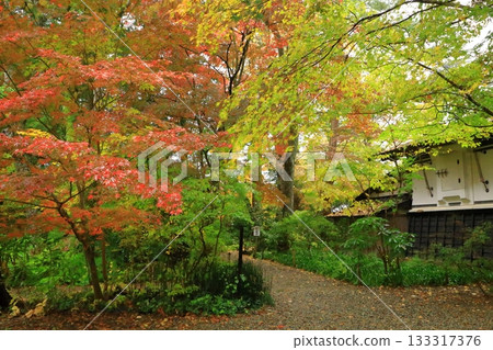 Autumn Kakudate Samurai Residence Street Autumn leaves scenery 133317376