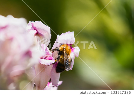 大黃蜂從花朵中吸取花蜜 大黃蜂從花朵中吸取花蜜 133317386
