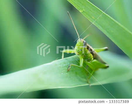Grasshopper stagnating in the leaves 133317389