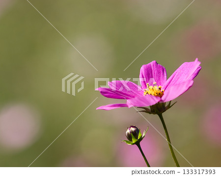 開花在秋天領域的桃紅色波斯菊花 133317393