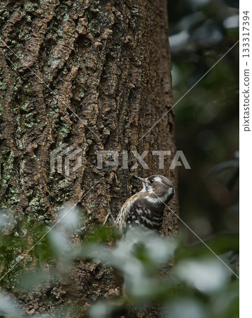 一隻日本侏啄木鳥正在啄樹 一隻日本侏啄木鳥正在啄樹 133317394