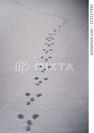 雪地上留下了兔子的腳印 雪地上留下了兔子的腳印 133317492