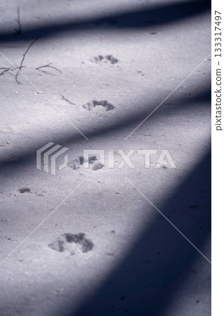 雪地上的松鼠腳印 雪地上的松鼠腳印 133317497