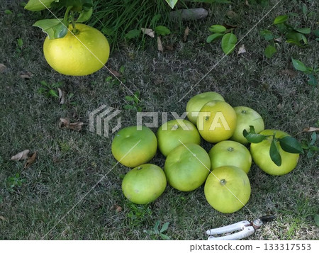 十一月 Oro Bronco（甜心）4 133317553