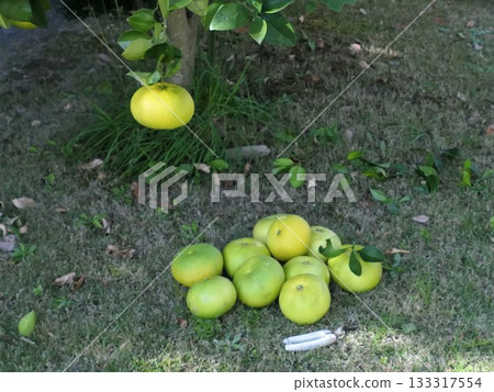 November: Oro Bronco (Sweetie) 3 133317554