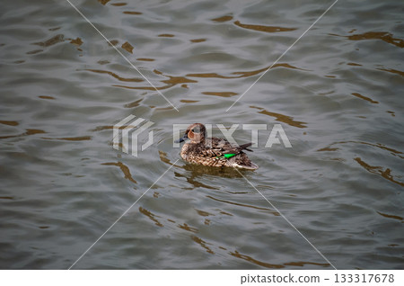 A small duck on the Yasuragi embankment of the Shinano River A small duck on the Yasuragi embankment of the Shinano River 133317678