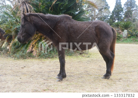 土井岬的御崎沼（宮崎縣久島市小野） 133317832
