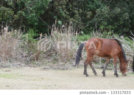 土井岬的御崎沼（宮崎縣久島市小野） 133317833