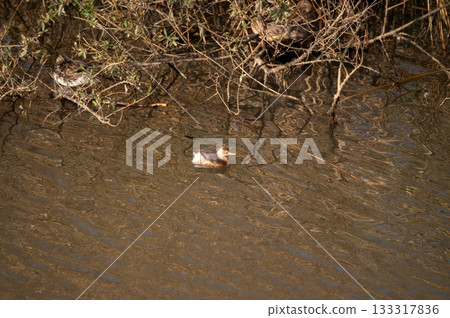 信濃川安樂木灘的鳳頭鼠海豚 133317836