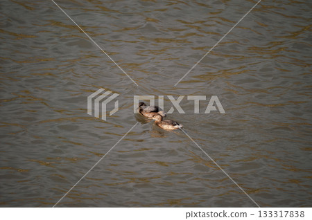 The crested porpoise of the Shinano River's Yasuragi Bank 133317838