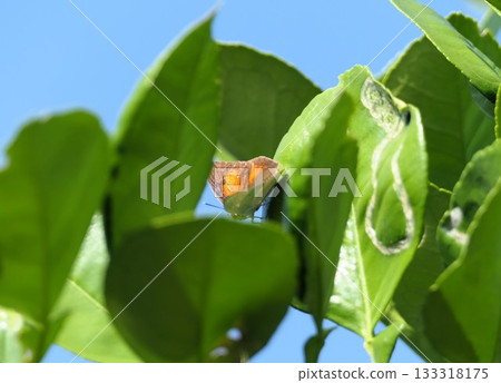 十一月:兩隻蛺蝶停在Oroblanco(甜心)的葉子上 十一月:兩隻蛺蝶停在Oroblanco(甜心)的葉子上 133318175