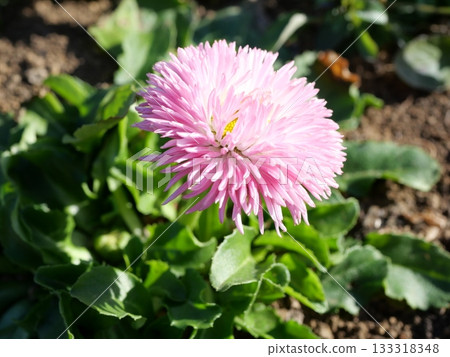 粉紅色菊花 133318348