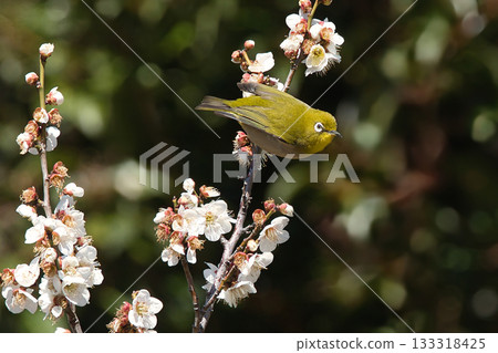 Mejiro吮吸梅花的蜂蜜 133318425