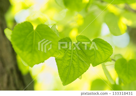 燦爛的嫩葉沐浴在陽光下 133318431