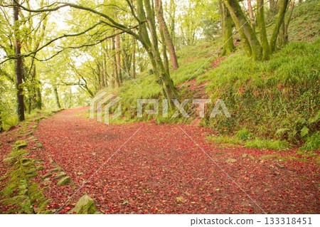 Peaceful autumn scene in forest 133318451