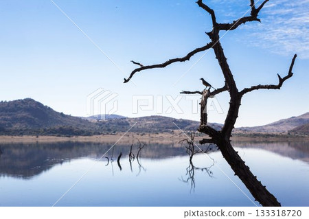 Solitary bird is perching on gnarled branch over reflective lake with hills in flat design Solitary bird is perching on gnarled branch over reflective lake with hills in flat design 133318720