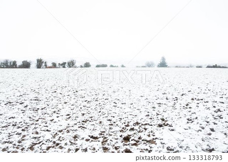 Showing flat snowy plowed field meeting hedgerow, bare trees and lone evergreen beneath pale sky 133318793