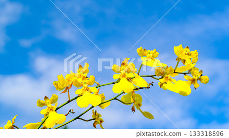 Onsyjam flowers Onsyjam flowers 133318896