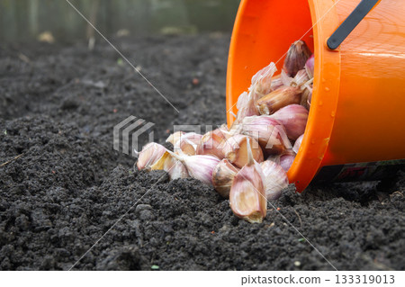 Fresh garlic bulbs spilling from an orange bucket onto dark soil Fresh garlic bulbs spilling from an orange bucket onto dark soil 133319013