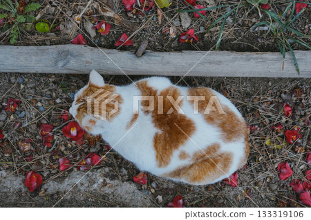 Cute and Relaxed Cat Sitting Among Red Camellia Petals Cute and Relaxed Cat Sitting Among Red Camellia Petals 133319106