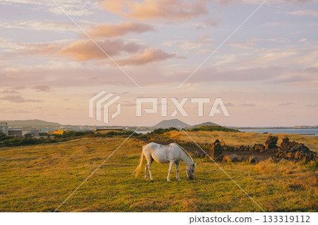 White Horse Grazing near a Stone Wall in a Jeju Pasture with the Ocean in the Background at Sunset 133319112