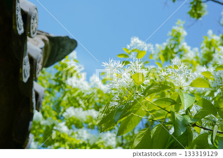 Close-up of Fringe Tree Blossoms Against a Blue Sky and the Eaves of Traditional Korean Architecture 133319129