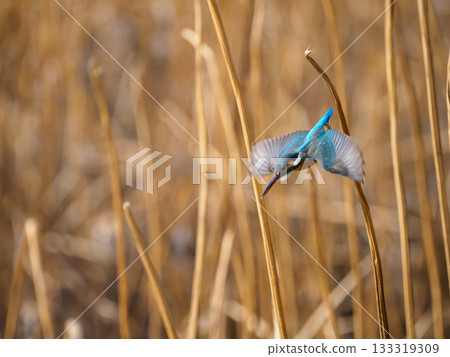 翠鳥發現獵物，俯衝而下。 133319309