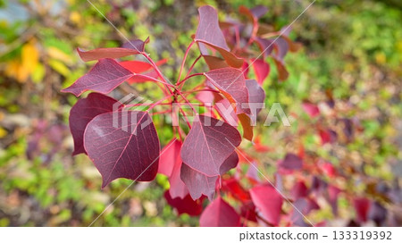 中國烏桕 133319392