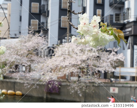 Scenery with cherry blossoms Scenery with cherry blossoms 133319496