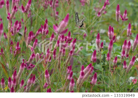 一片酢漿草花田和一隻鳳蝶 133319949