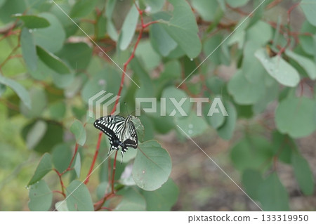 尤加利葉和鳳蝶 尤加利葉和鳳蝶 133319950