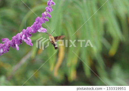 Mexican sage flowers and hojak Mexican sage flowers and hojak 133319951