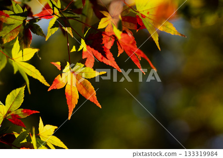 Momiji開始變色 133319984